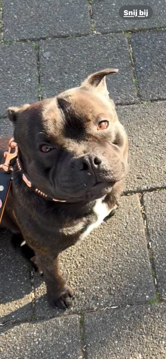 Customer photo review of Staffordshire Bull Terrier 1935® Leather Collar & Leash Set - Gladiator - Black & Tan/Rose Gold