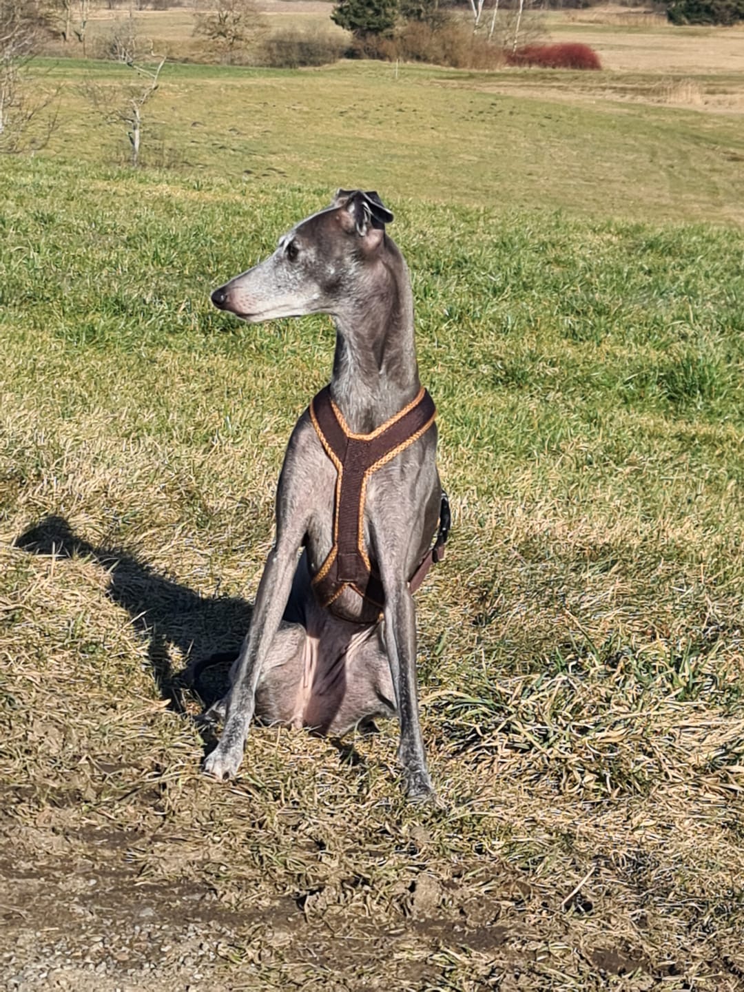 Customer photo review of Windhundgeschirr FUN Welpe/Windspiel "Toffee"