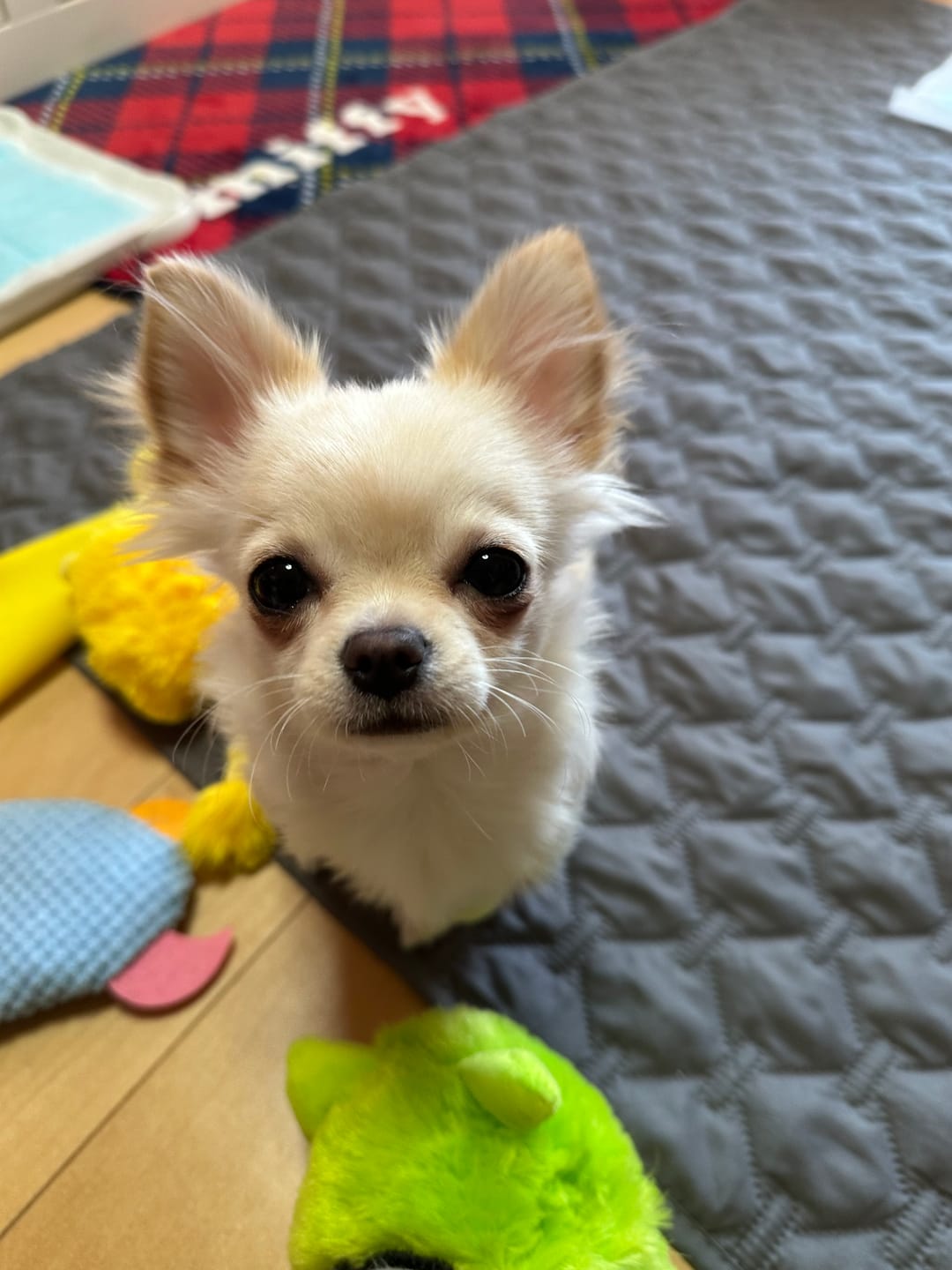 Customer photo review of FunFunPet おしゃれ リード