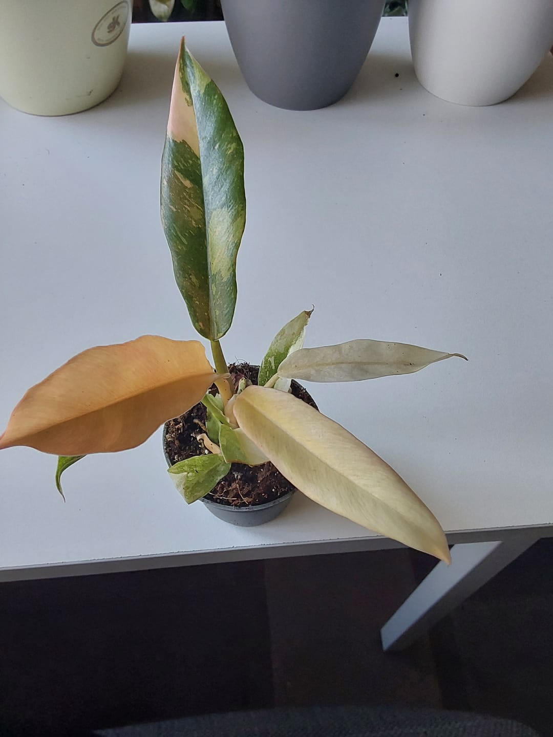 Customer photo review of PHILODENDRON RING OF FIRE