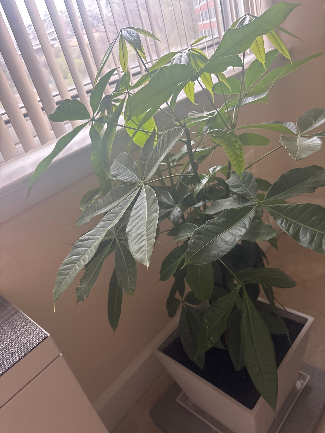 Customer photo review of Money Tree Braided, Tree Form, Pachira Aquatica, Good Luck Tree