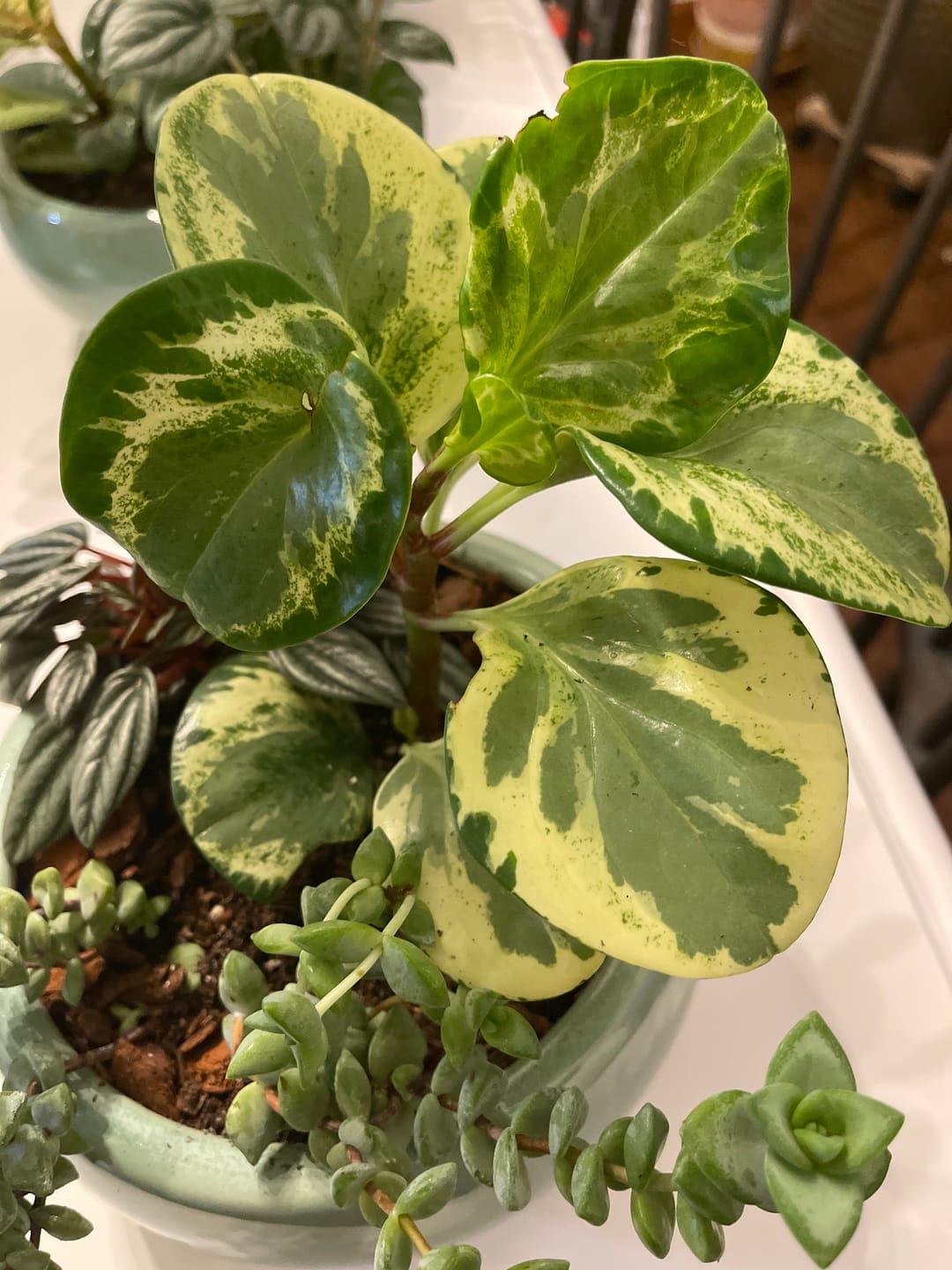 Customer photo review of Peperomia obtusifolia 'Golden Gate'