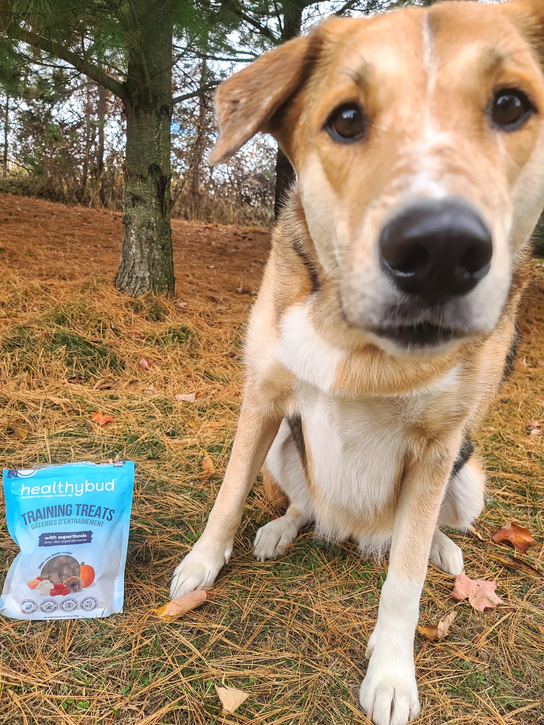 Customer photo review of Beef Mini Training Treats