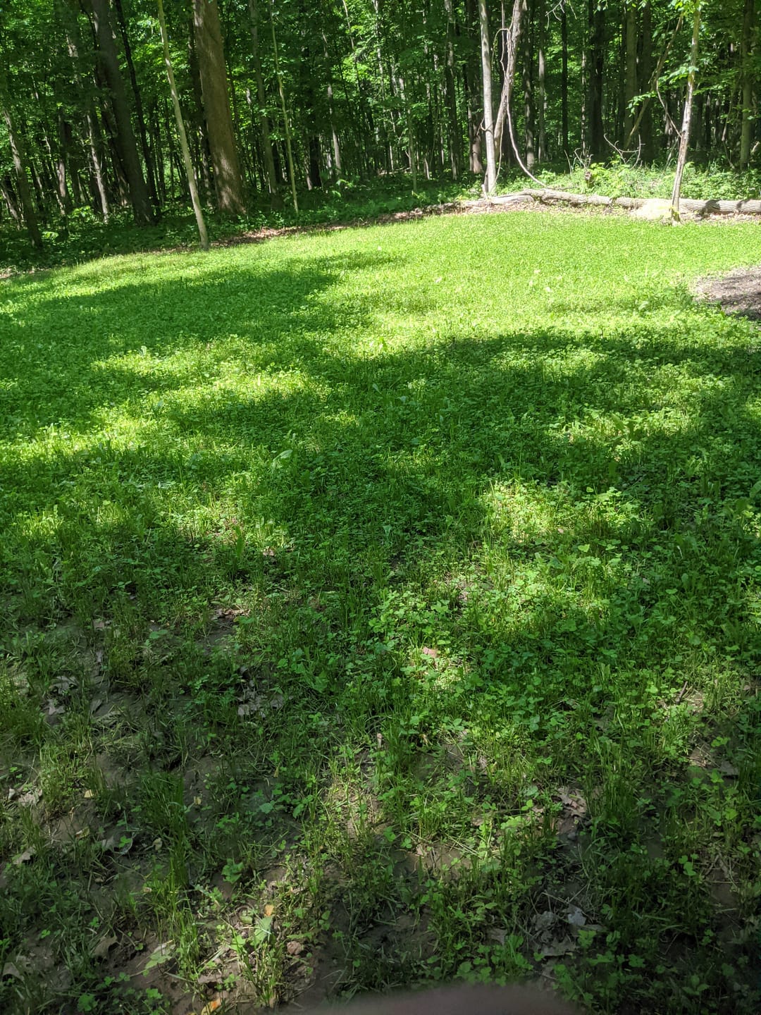 Customer photo review of Domain Pounder - Ladino Clover