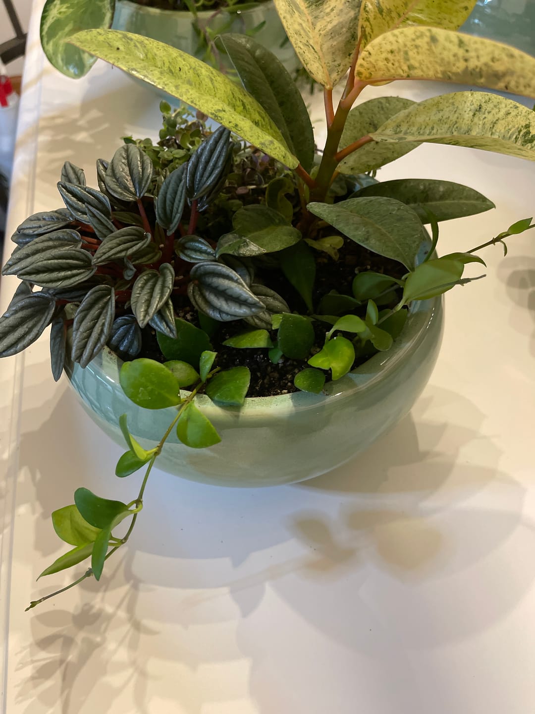 Customer photo review of Hoya heuschkeliana