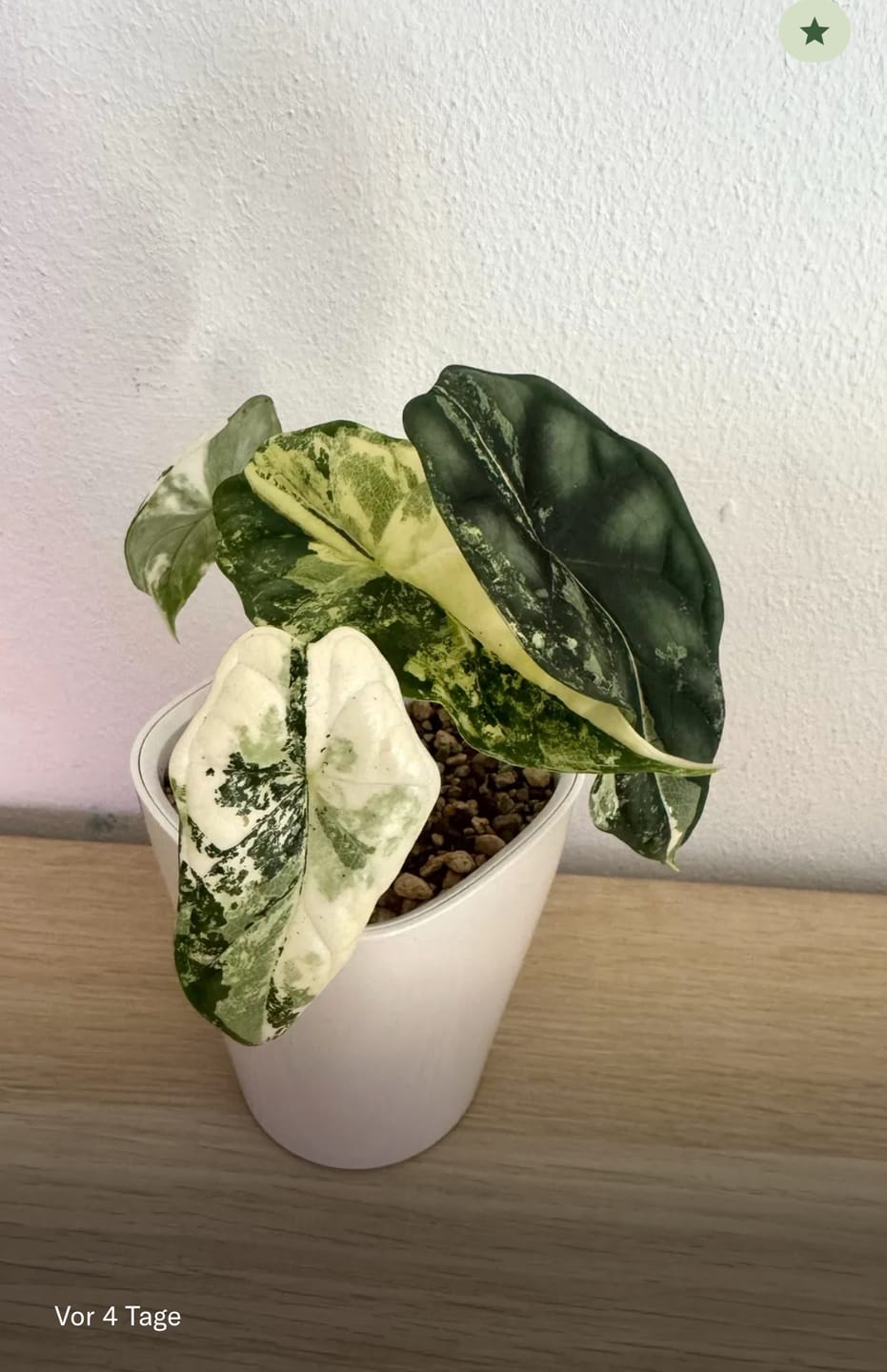 Customer photo review of ALOCASIA DRAGON SCALE VARIEGATA