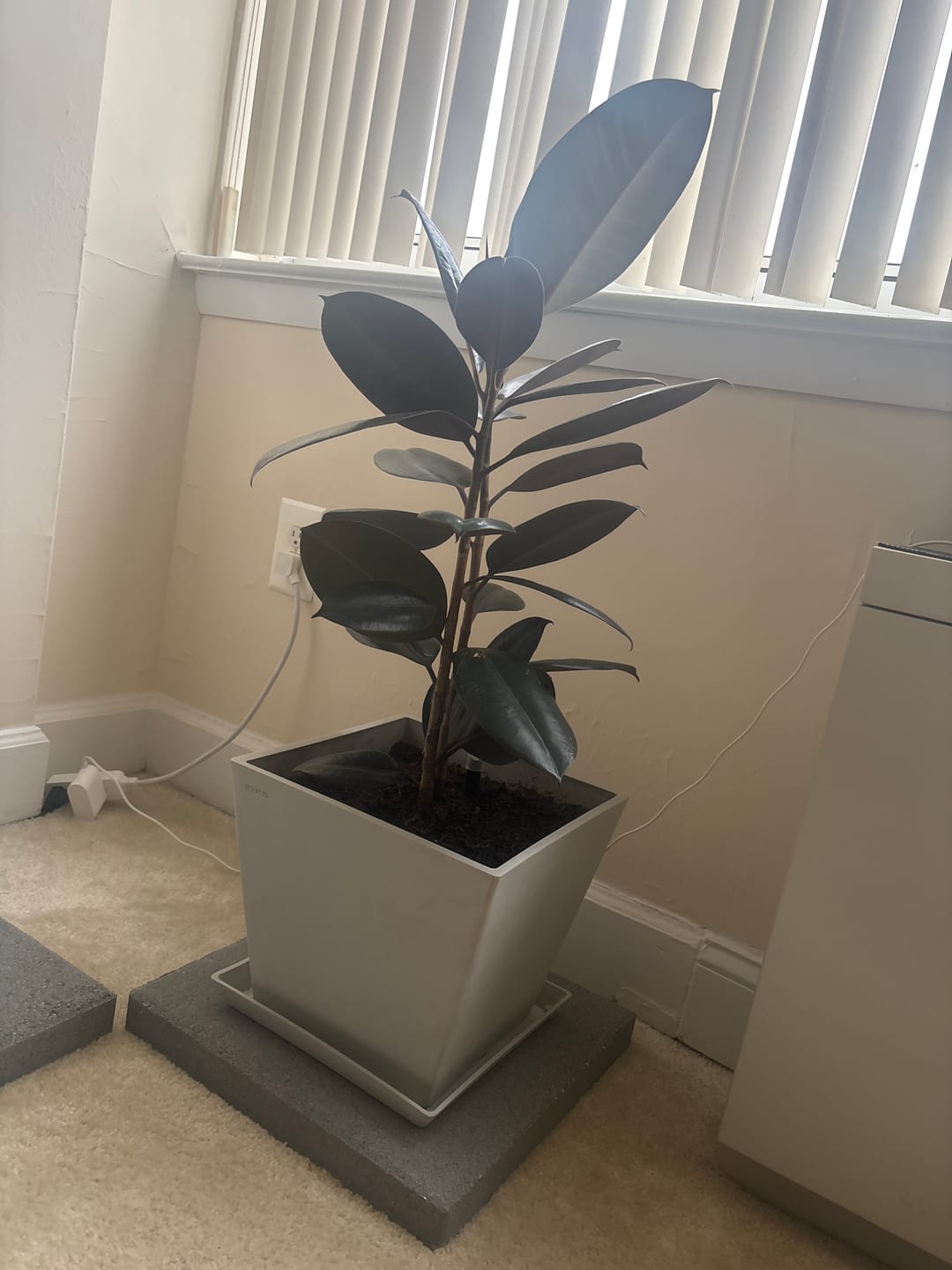 Customer photo review of Ficus Burgundy Bush, Rubber Tree