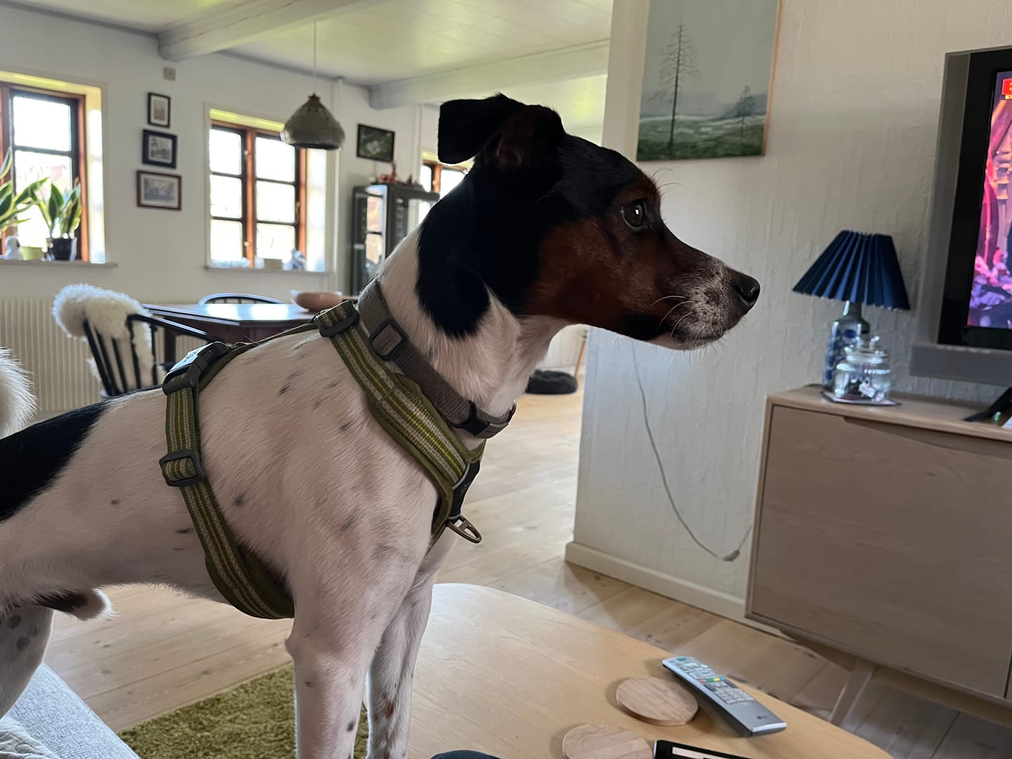 Customer photo review of Dog Copenhagen Walk Air™ hundesele Hunting Green