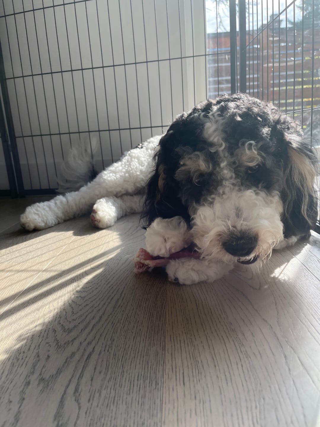 Customer photo review of 6 Inch Jumbo Braided Bully Stick