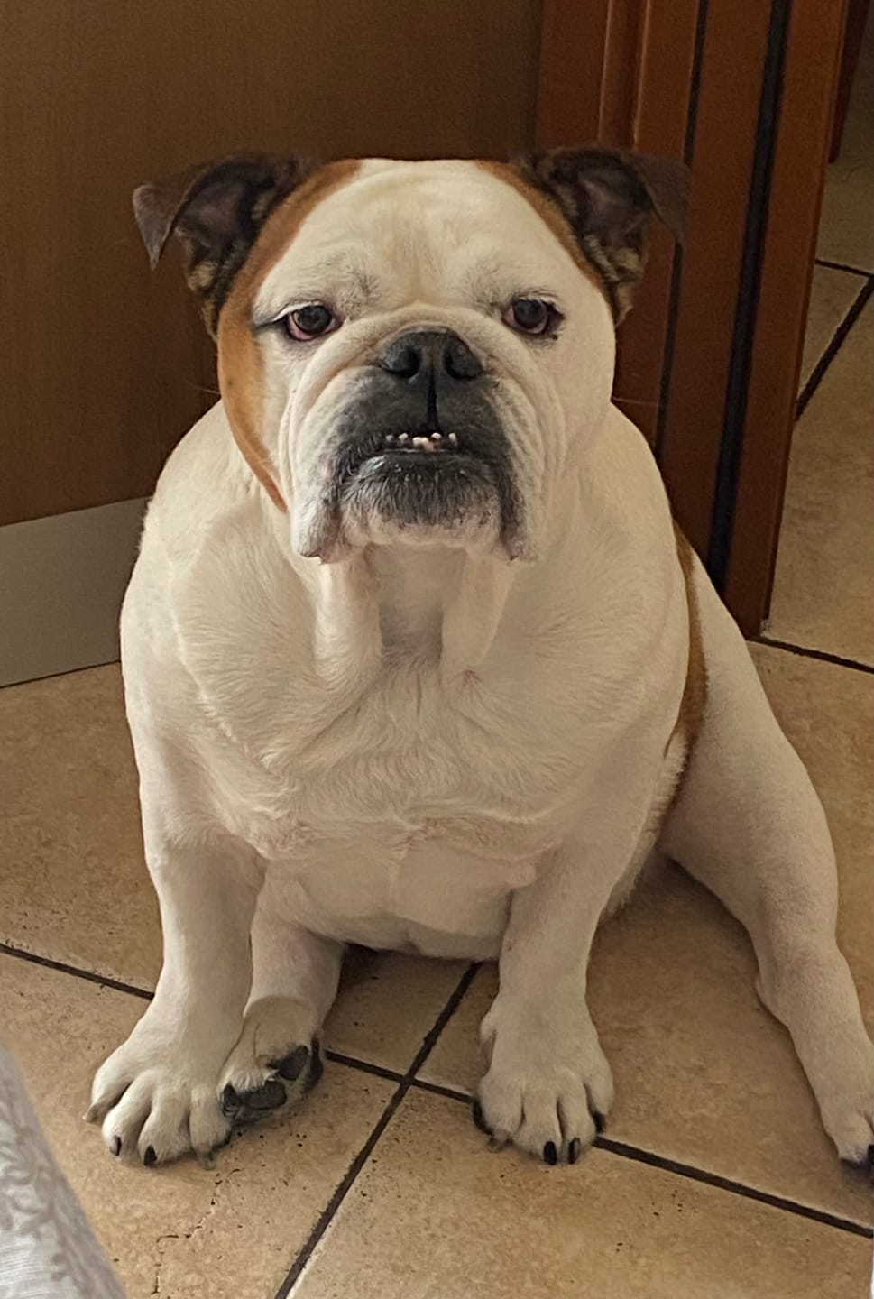 Customer photo review of ADVANTIX 10-25 Kg – 4 pipette – Antiparassitario per cani