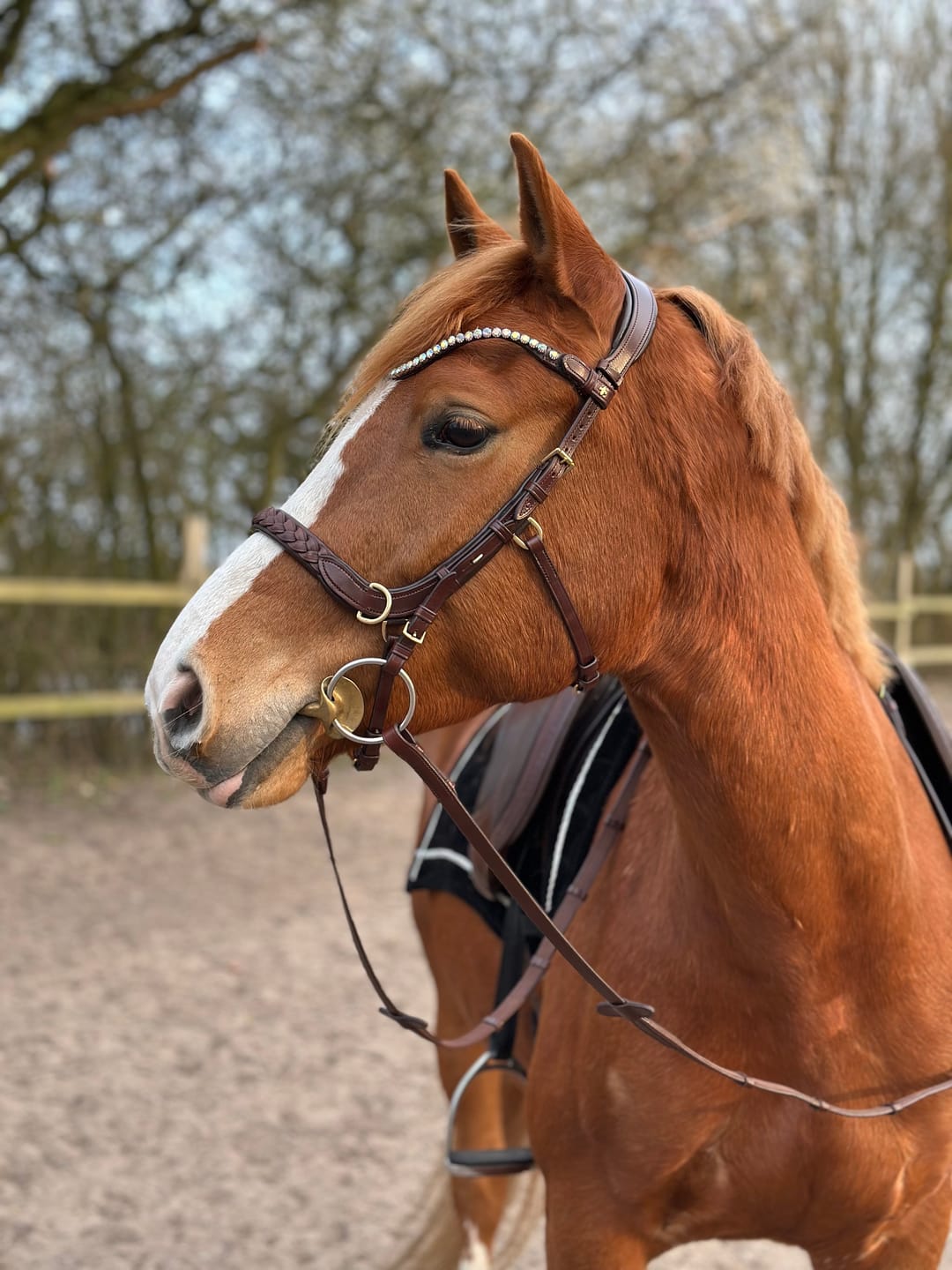 Customer photo review of Odessa bonita Multi Bridle with padded noseband - MASEGO bit to bitless system