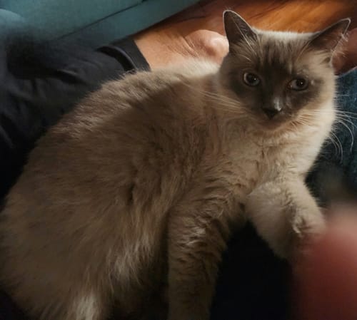 Customer photo review of 3 Month Supply - 2 Cats