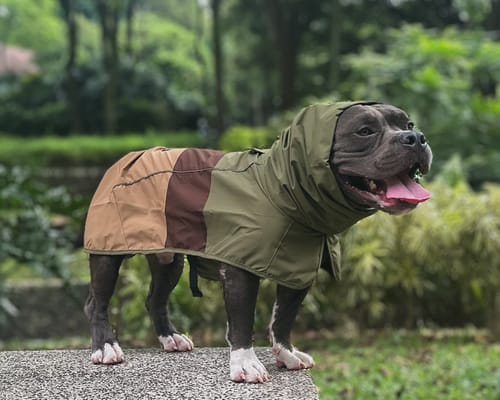 Customer photo review of Breatheshield™ Dog Raincoat - Green Brown Tan
