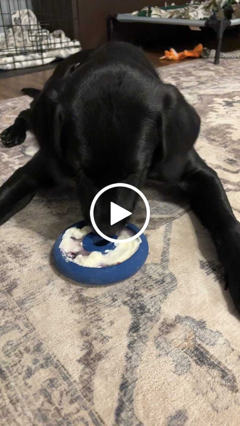 Customer video review of Freez Doughnut - Super Durable Treat Toy