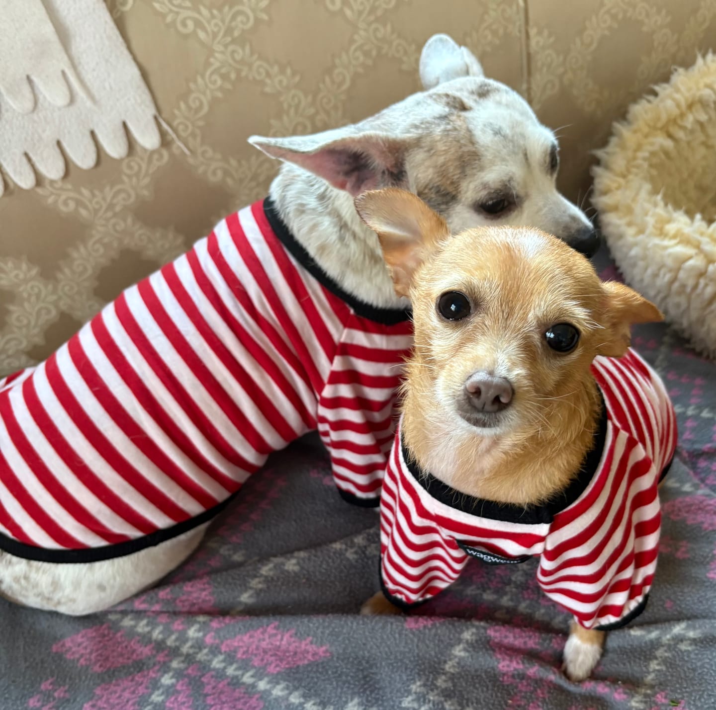 Customer photo review of Classic Stripe Tee (NEW)