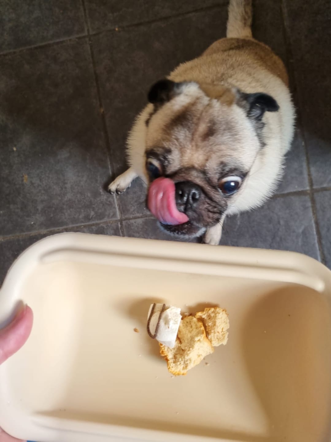 Customer photo review of Luxury Topped Doggy Pupcake