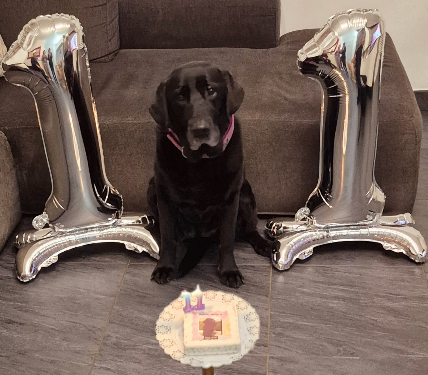Customer photo review of Fotogenica Torta Per Cani CON FOTO e NOME