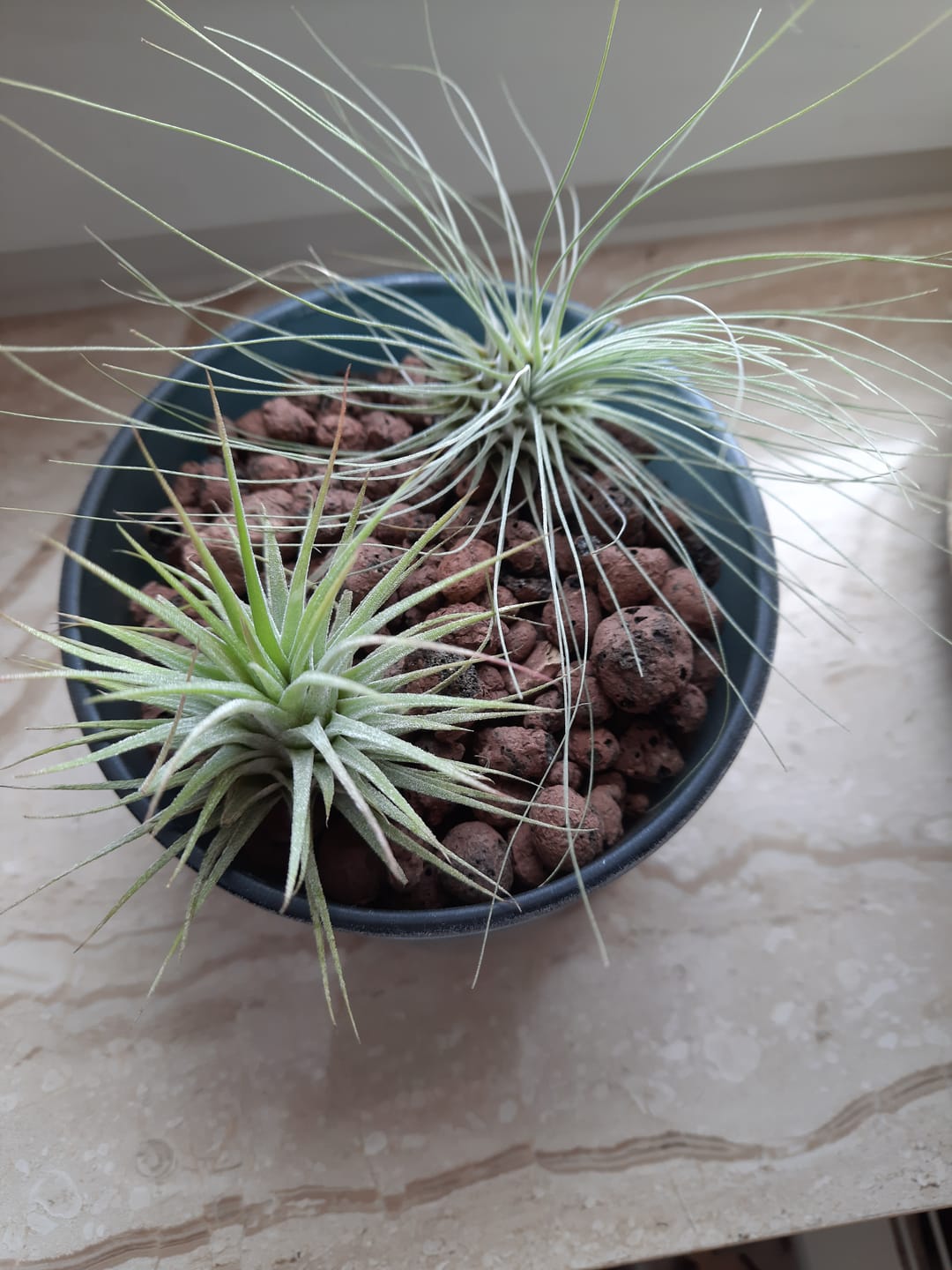 Customer photo review of Tillandsia schiedeana major - Mini Pulk
