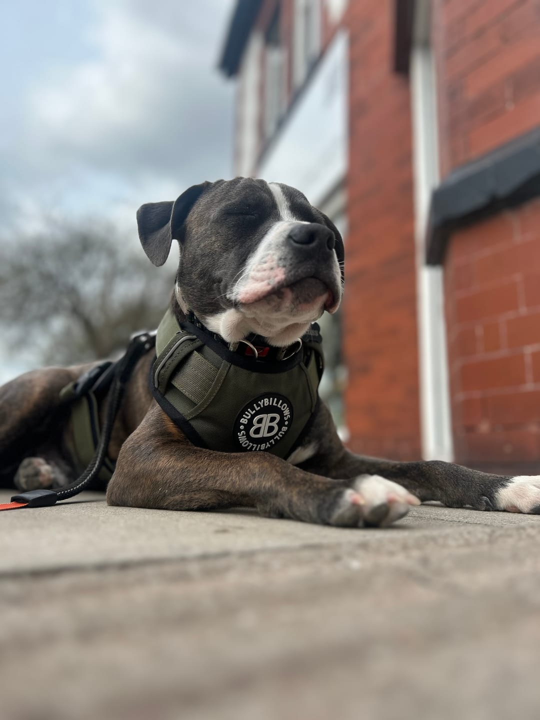 Customer photo review of Comfort Premium Harness | Non Restrictive - Khaki