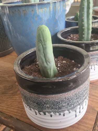 Customer photo review of Trichocereus Bridgesii Monstrose | Long Form | Type A | Penis Cactus