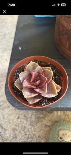 Customer photo review of Echeveria Perle von Nurnberg