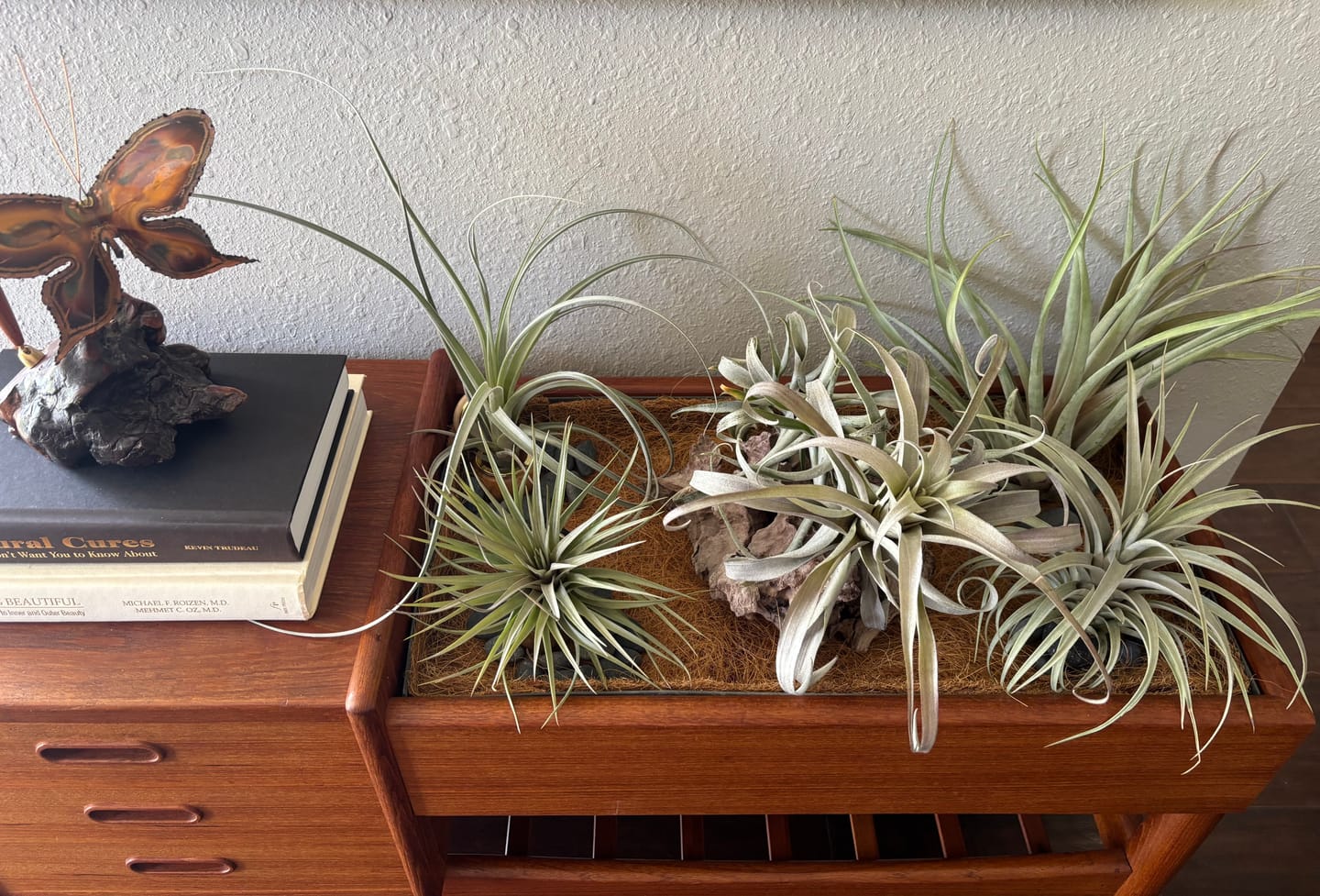 Customer photo review of Large Air Plants Mystery Box
