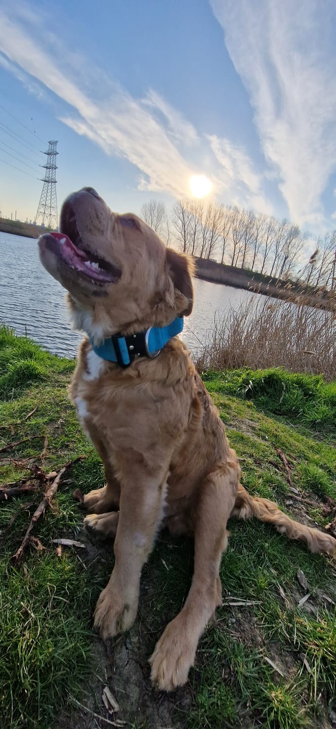Customer photo review of 5cm Combat® Collar | With Handle & Secure Clip - Light Blue