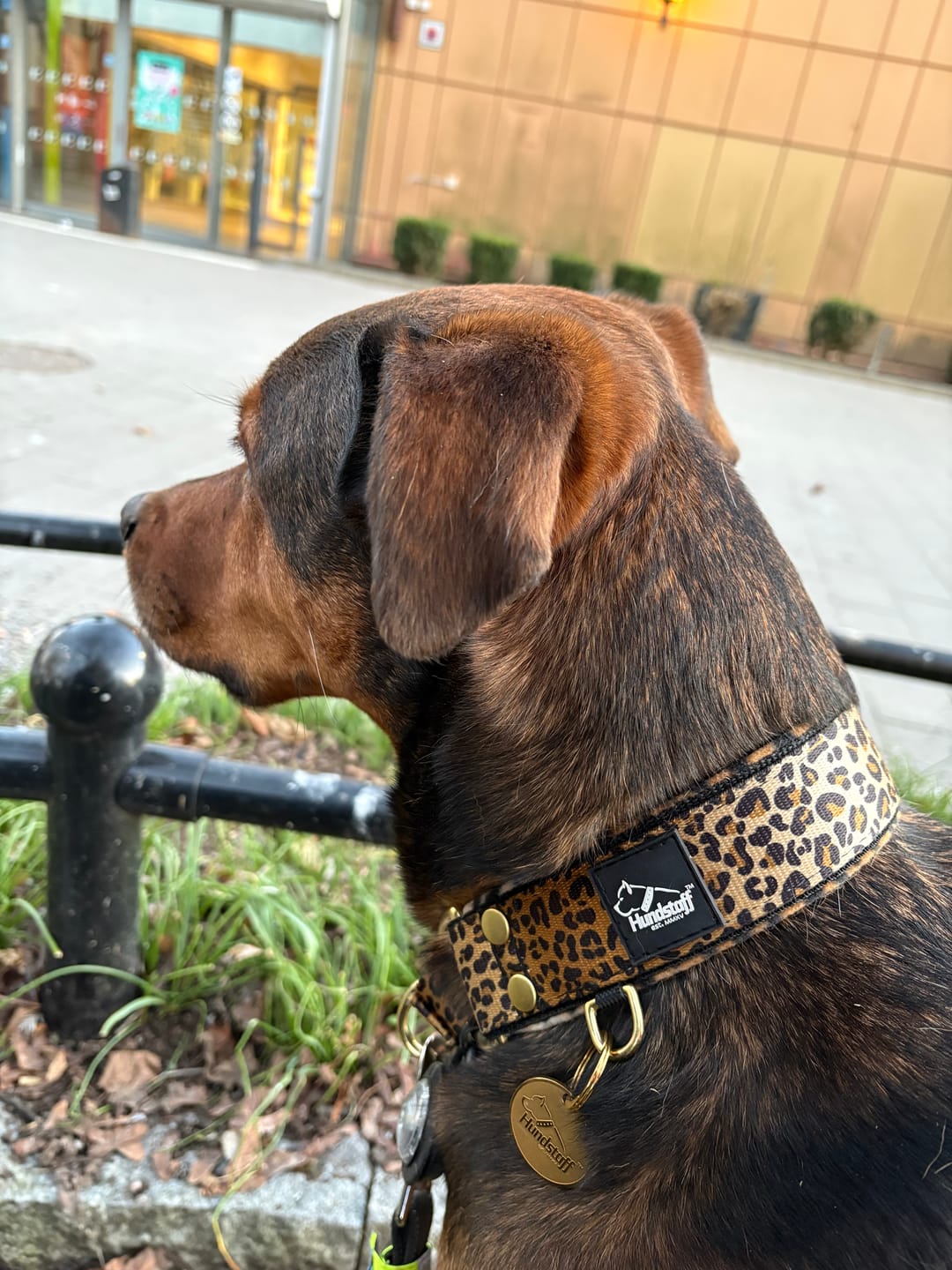 Customer photo review of Namnbricka hund - ID tags