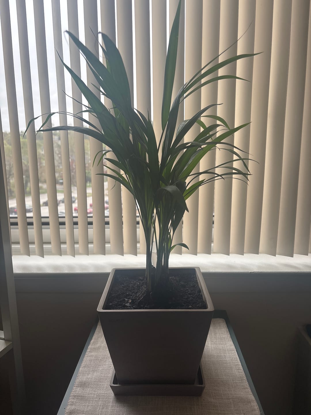 Customer photo review of Areca Palm, Golden Cane, Dypsis Lutescens