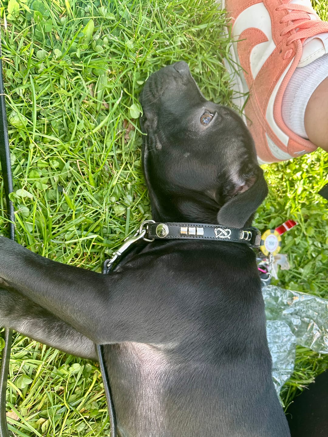 Customer photo review of Staffordshire Bull Terrier 1935® Puppy Show Collar & Leash Set - Champion - Black & Silver