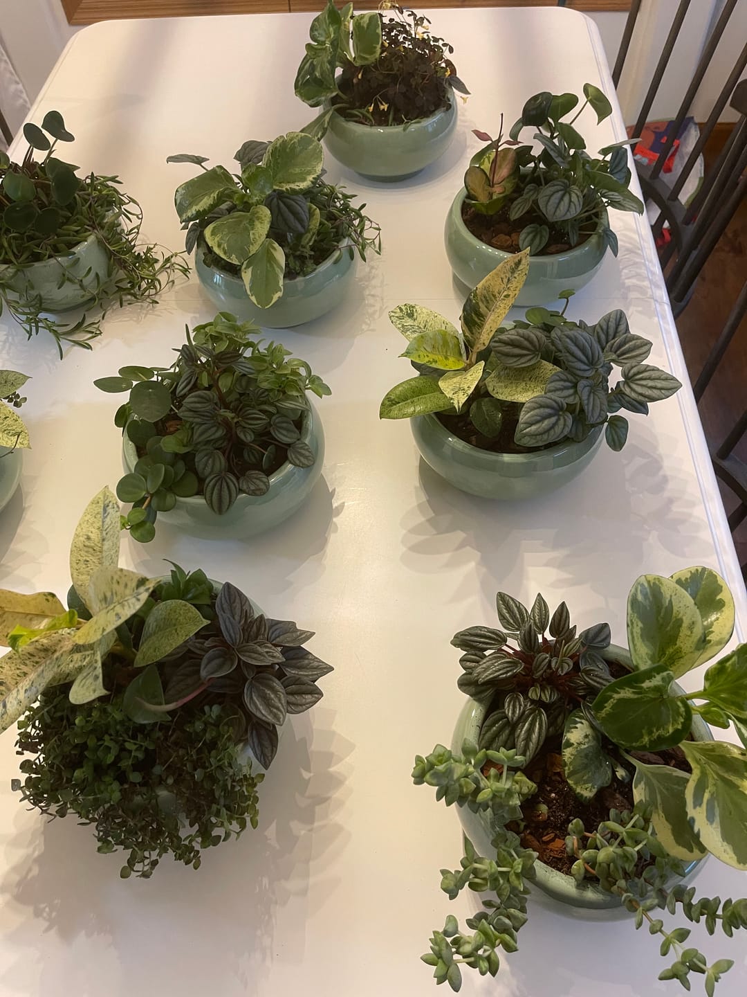 Customer photo review of Peperomia caperata 'Frost'