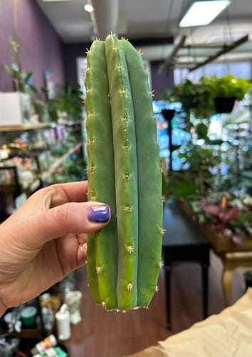 Customer photo review of Imperfect Trichocereus Pachanoi Cuttings | Imperfect San Pedro Cactus Cuttings