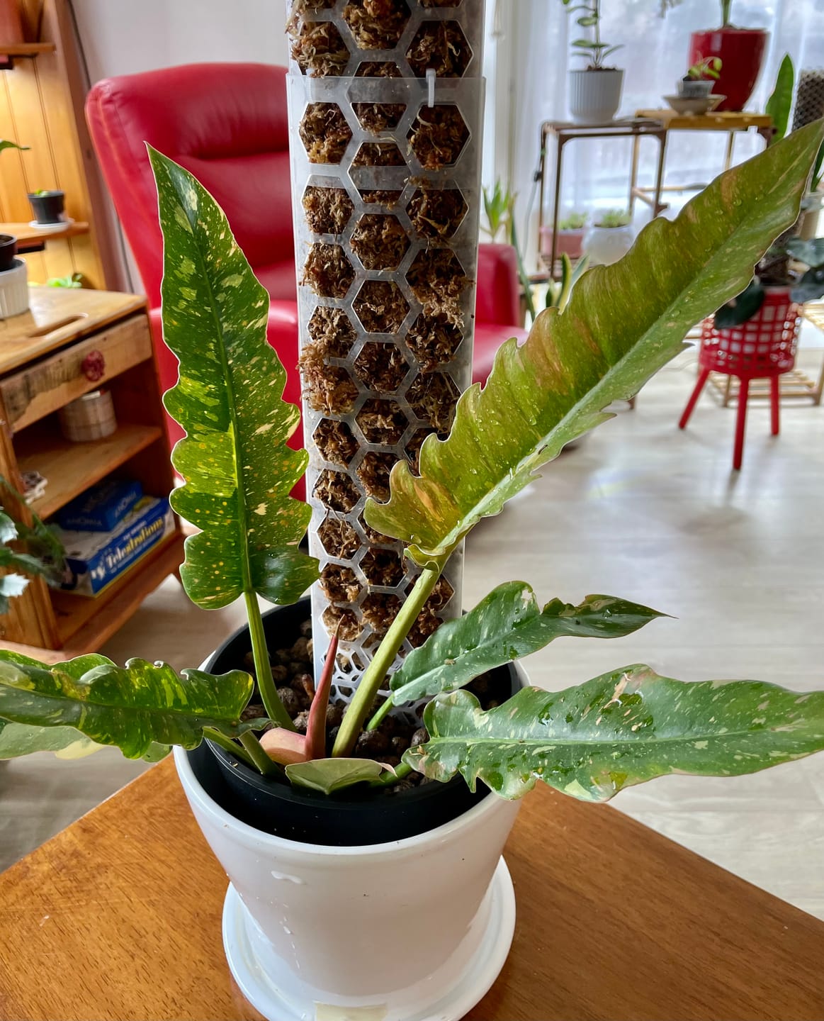 Customer photo review of Premium Sphagnum Moss