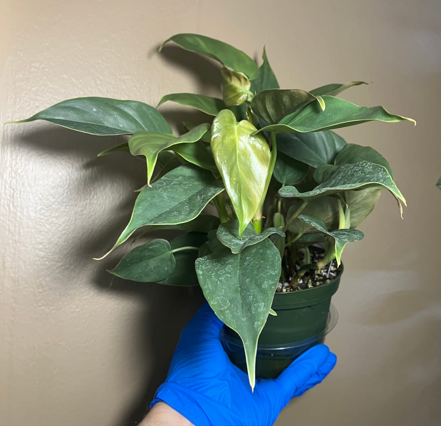 Customer photo review of Philodendron sp. 'Red Mini Machinatza'