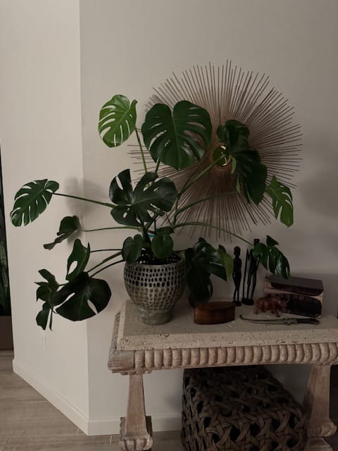 Customer photo review of Plant Care Kit