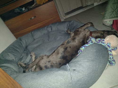 Customer photo review of Funda Lino para Cama Antiestrés para Perros (cama no incluida)