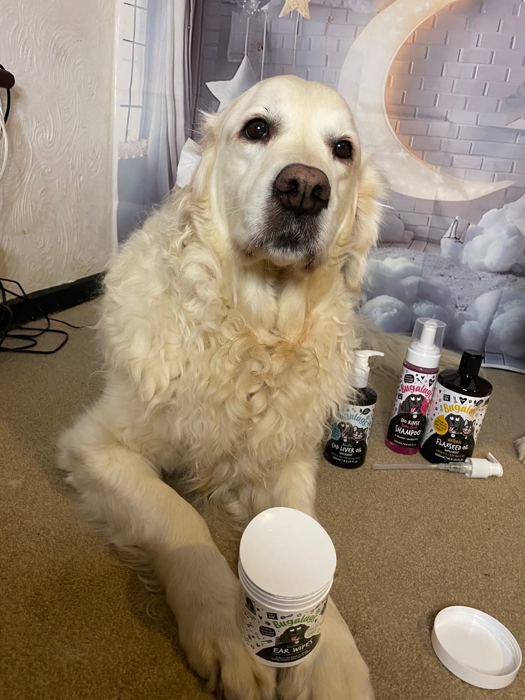 Customer photo review of No Rinse Baby Fresh Dog Shampoo