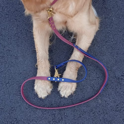 Customer photo review of Biothane Traffic Handle Dog Leash