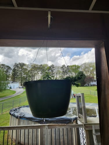 Customer photo review of Lipstick Aeschynanthus radicans 'Curly'