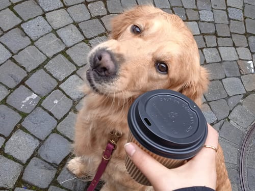 Customer photo review of Biothane Traffic Handle Dog Leash