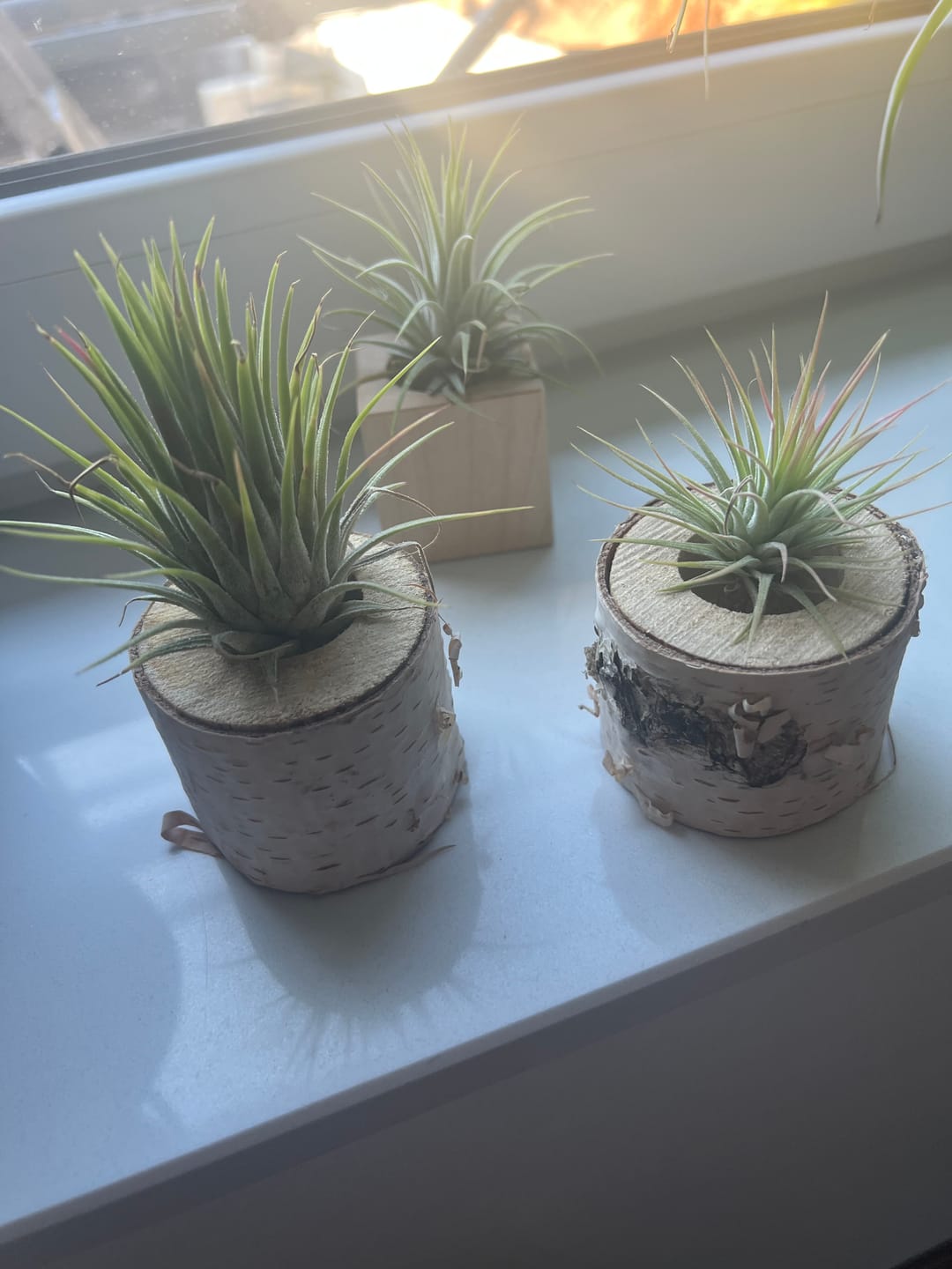 Customer photo review of Tillandsia schiedeana major - Mini Pulk