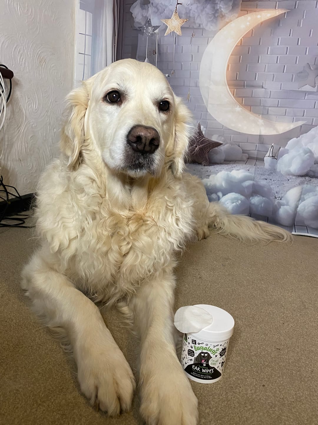 Customer photo review of Soothing Ear Wipes for Dogs 100 Pre-soaked & Biodegradable Wipes