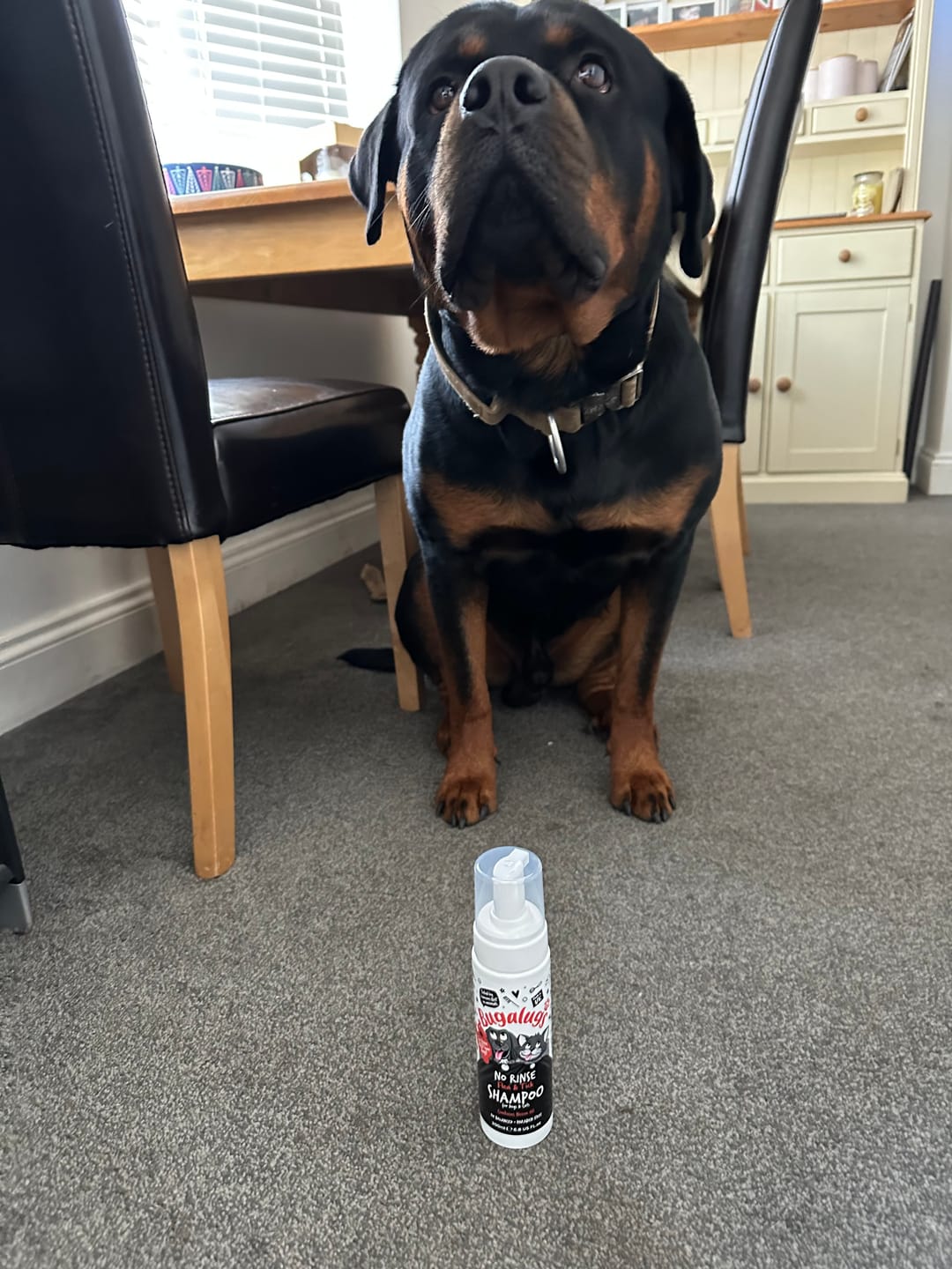 Customer photo review of Flea & Tick No Rinse Shampoo for Dogs & Cats