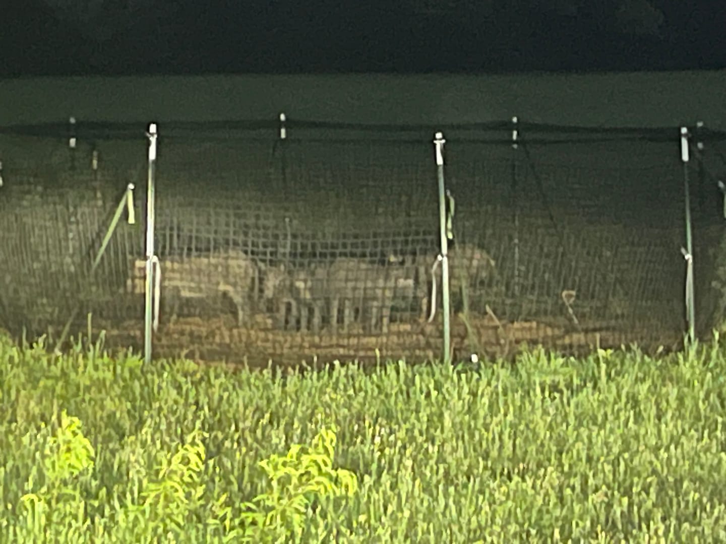 Customer photo review of Pig Brig Trap System