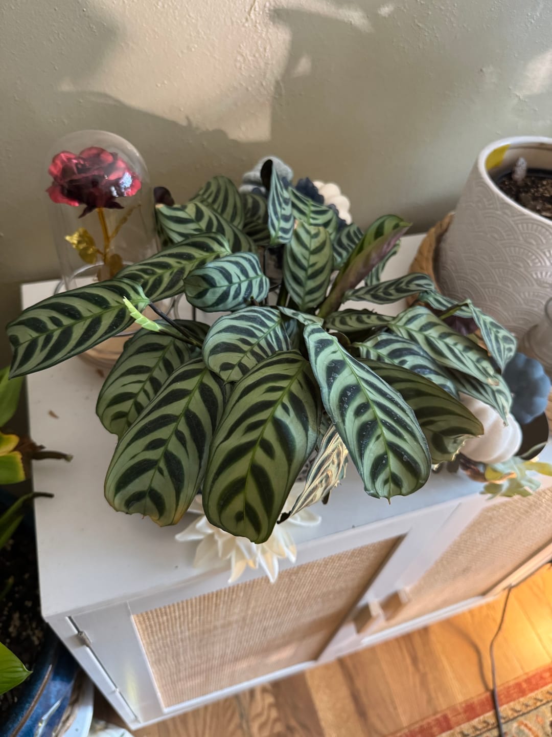 Customer photo review of Ctenanthe burle-marxii