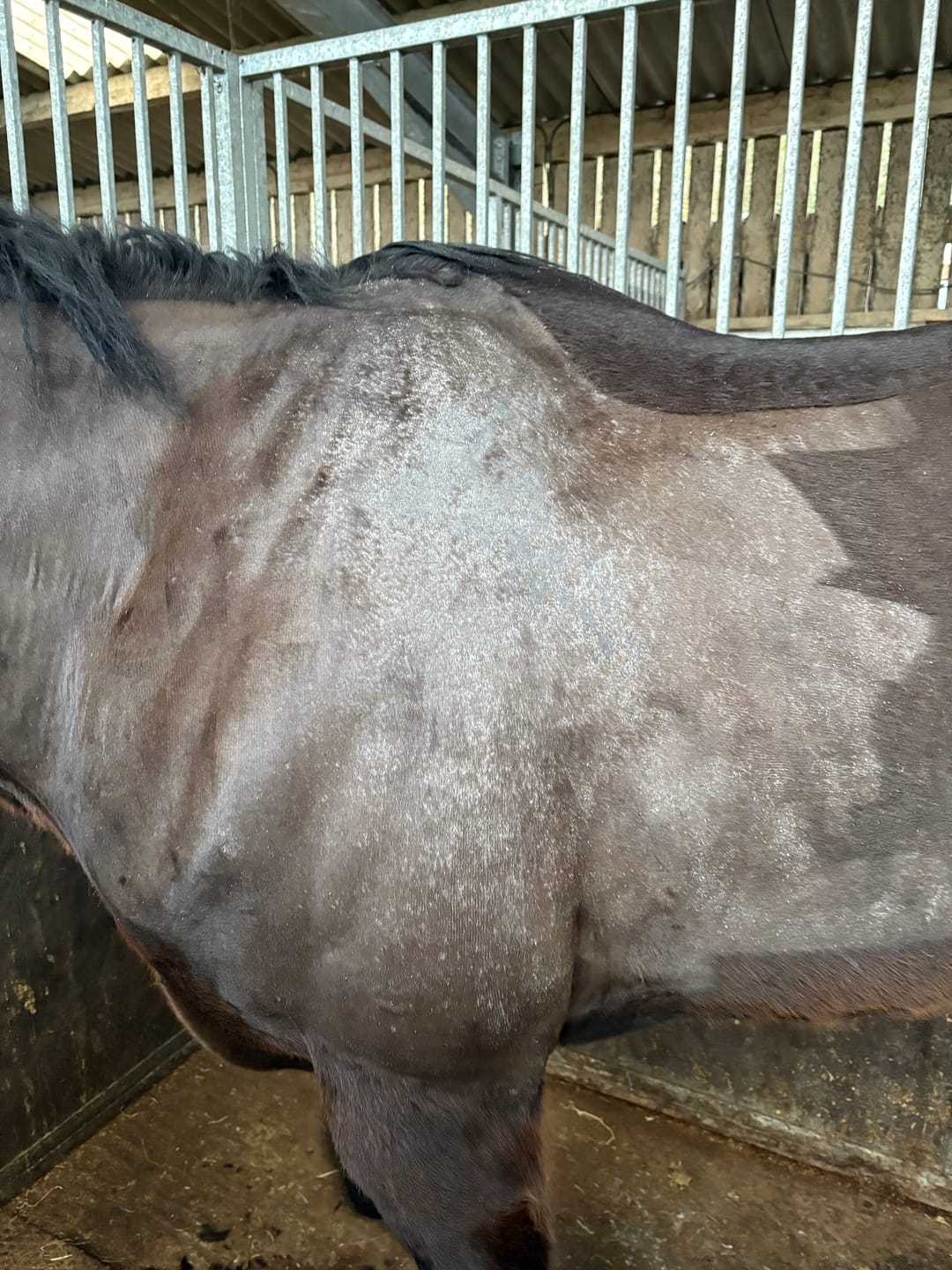 Customer photo review of Horse Spray