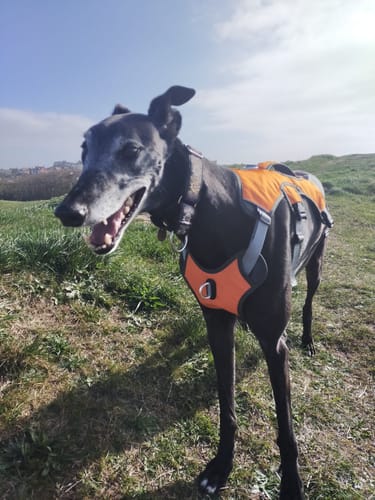 Customer photo review of Sighthound Escape Proof Harness