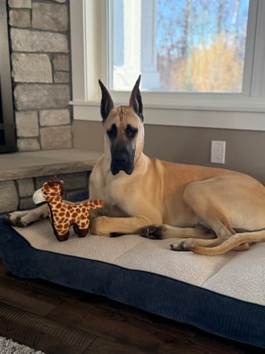 Customer photo review of Tough Plush - Triple Stitch