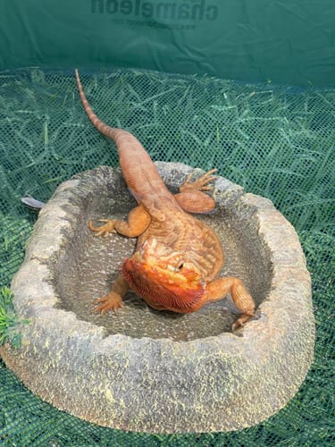 Customer photo review of PUC1000