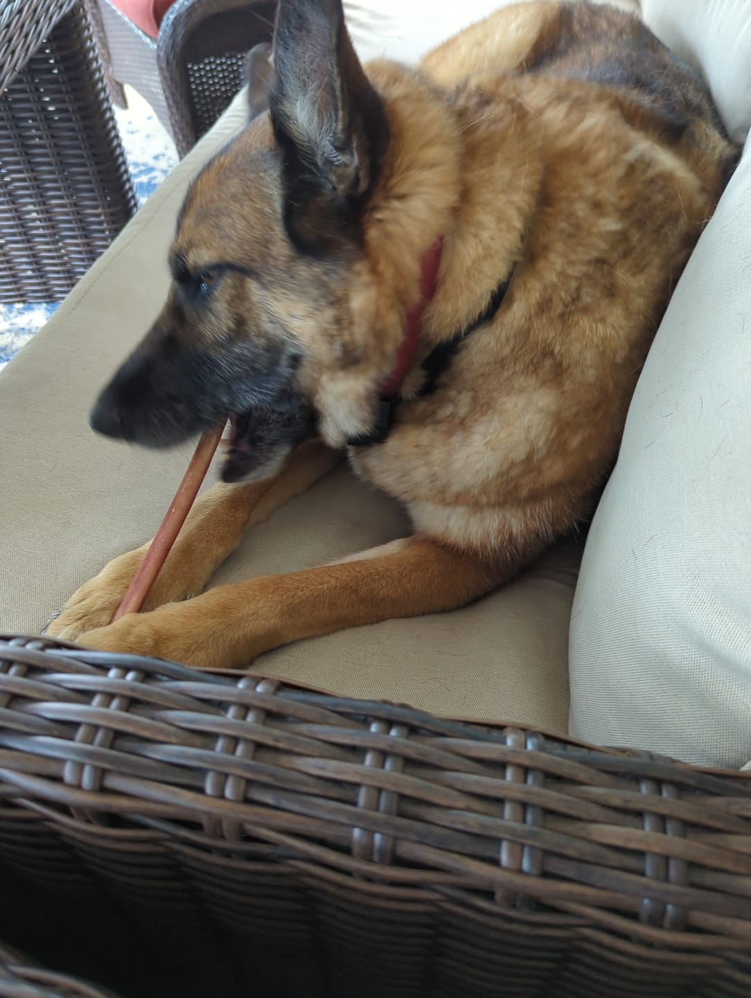 Customer photo review of 12 Inch Standard Braided Bully Stick